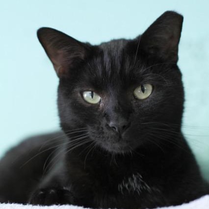 Another portrait of Stalker