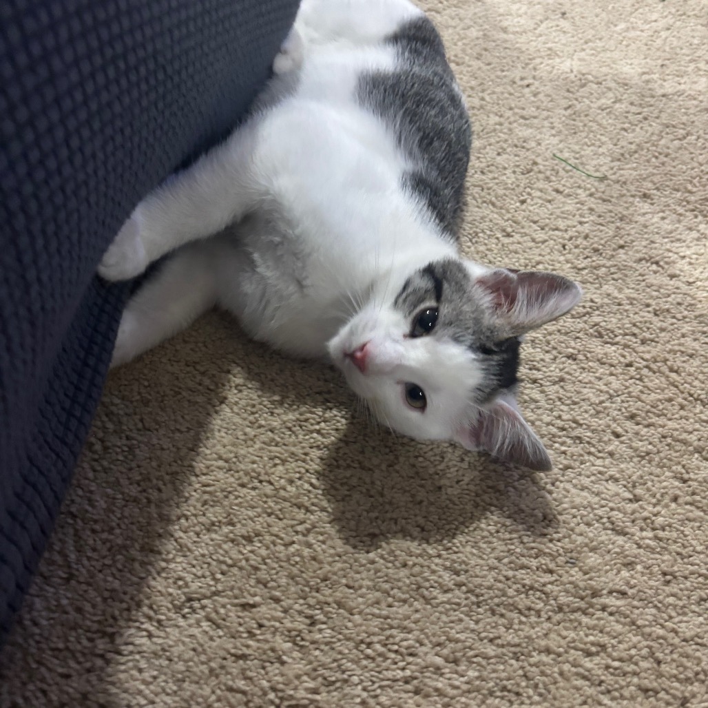 POTATO - Domestic Shorthair available for adoption