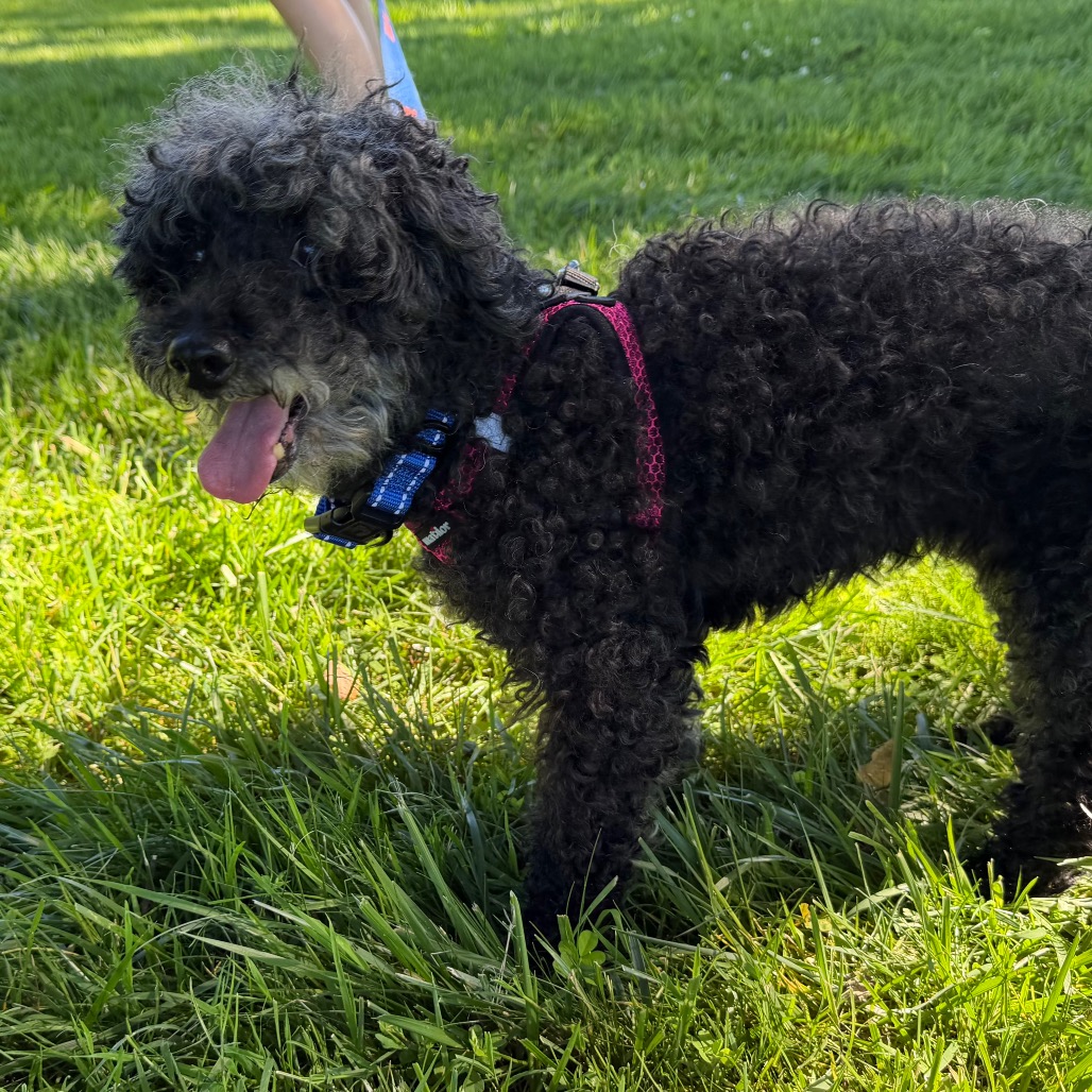Willow (Whoopie), photo 27