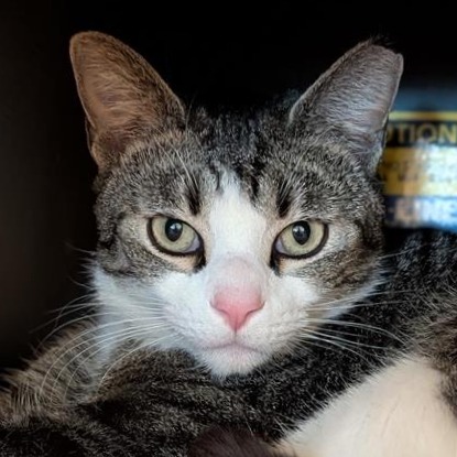 TIGER - Domestic Shorthair available for adoption