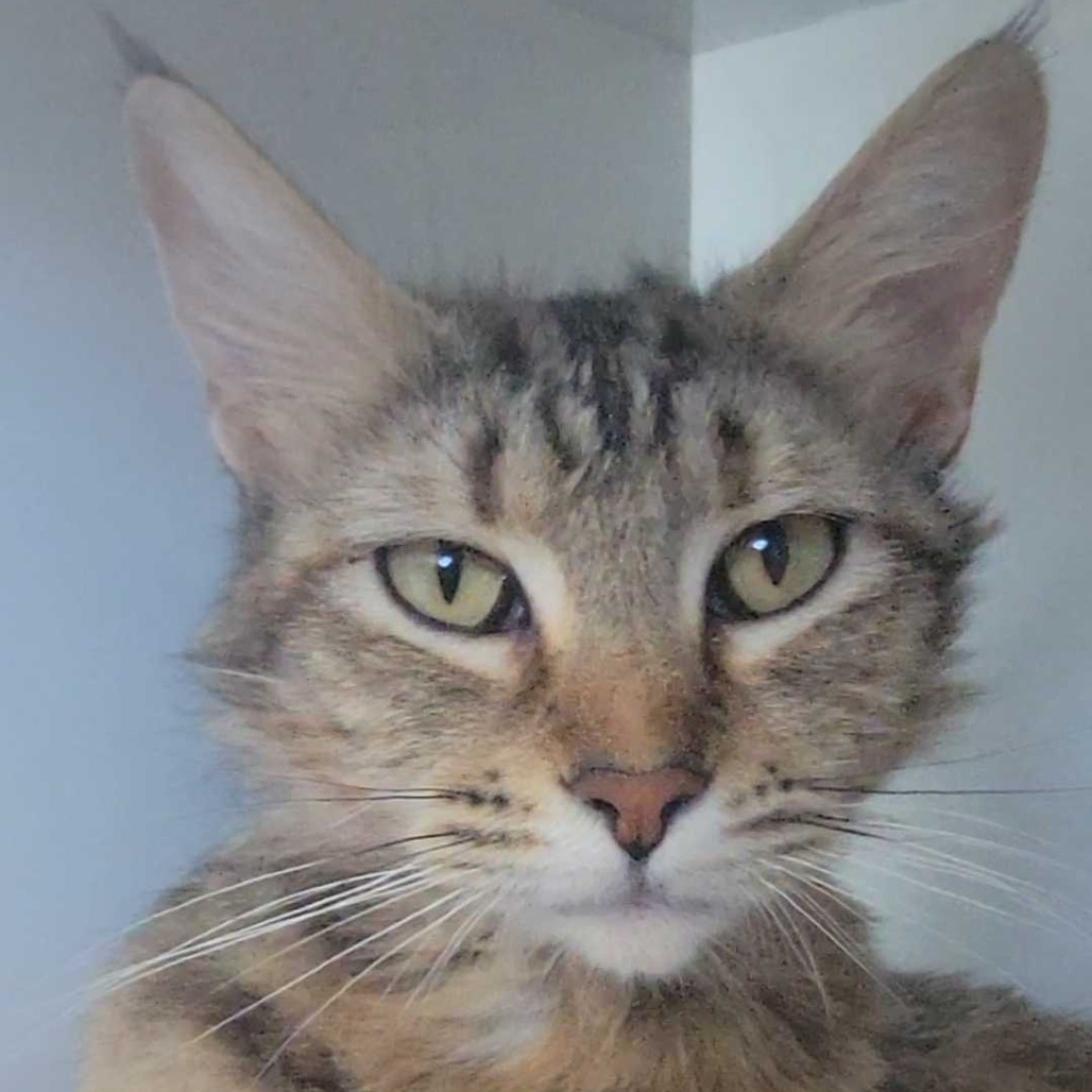 Daisy (queen) - Domestic Longhair