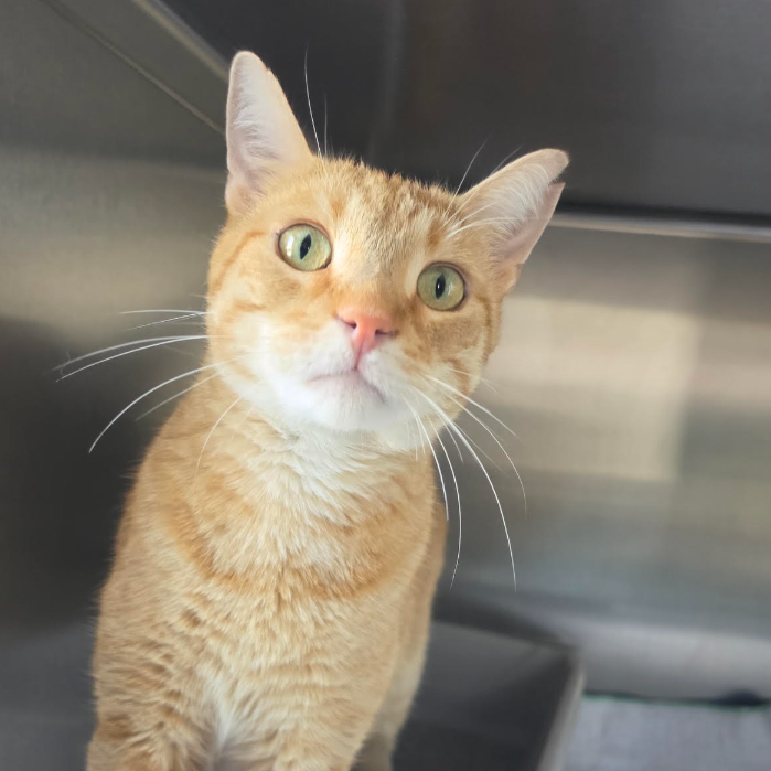 Mac, adopted