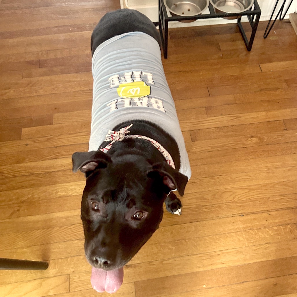 Bowser, photo 46