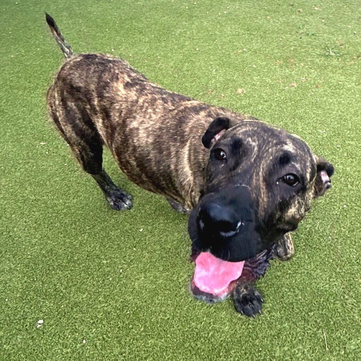 Mastiff