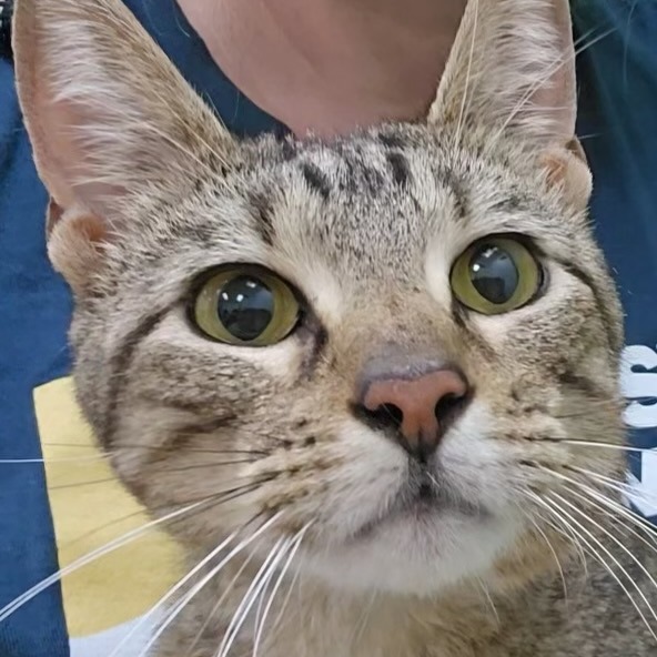 JUNIE - Domestic Shorthair available for adoption