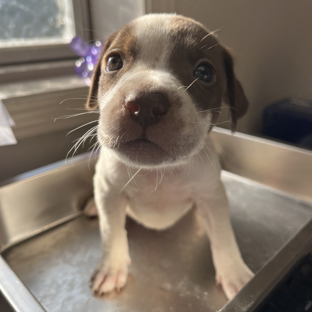  Photo of TUSC-Stray-82502