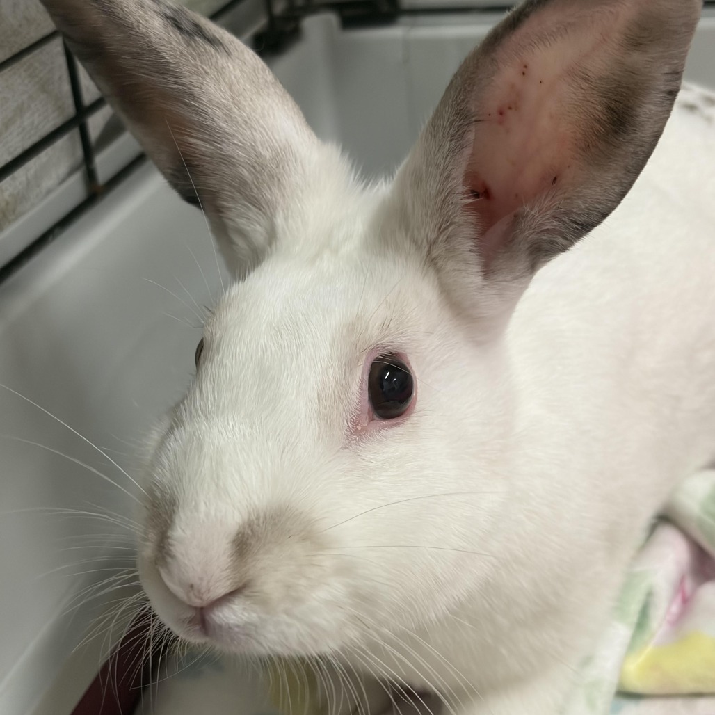 LILY - American Sable available for adoption