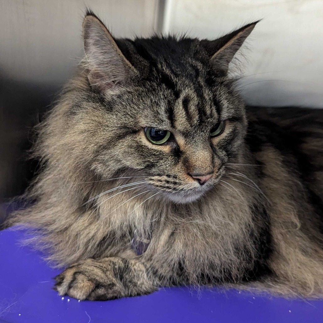 Gizmo — thumbnail 2