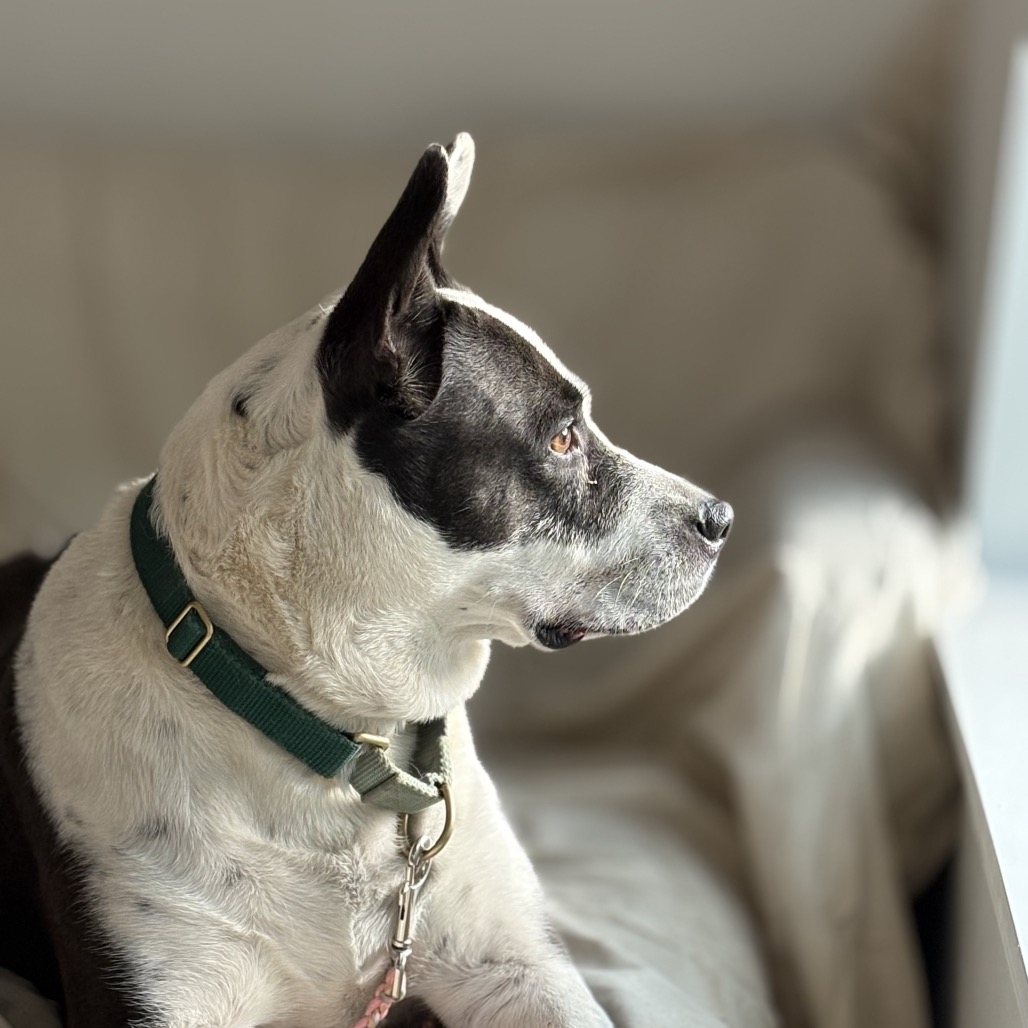 Bluebelle, additional photo