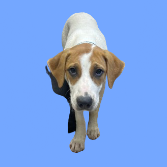 Tusc Stray 81583