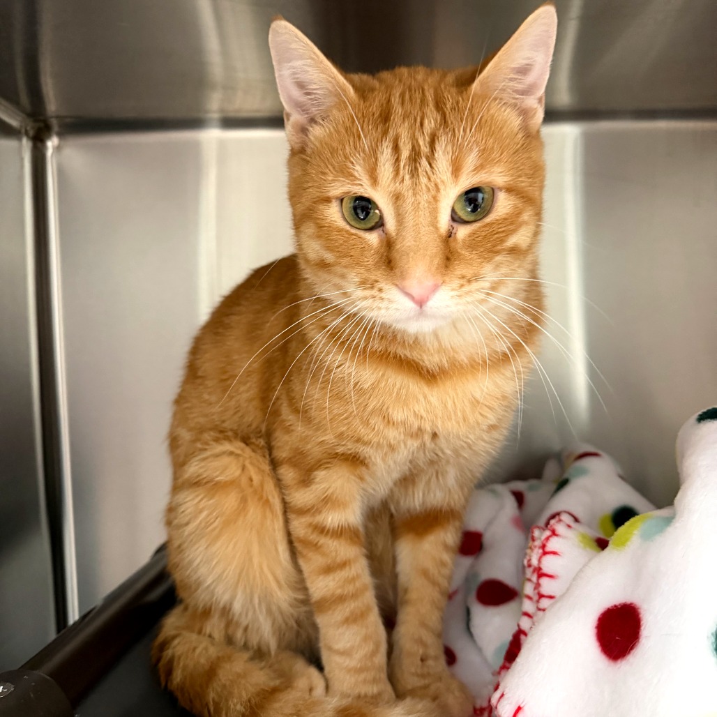 HUTCH - Domestic Shorthair available for adoption