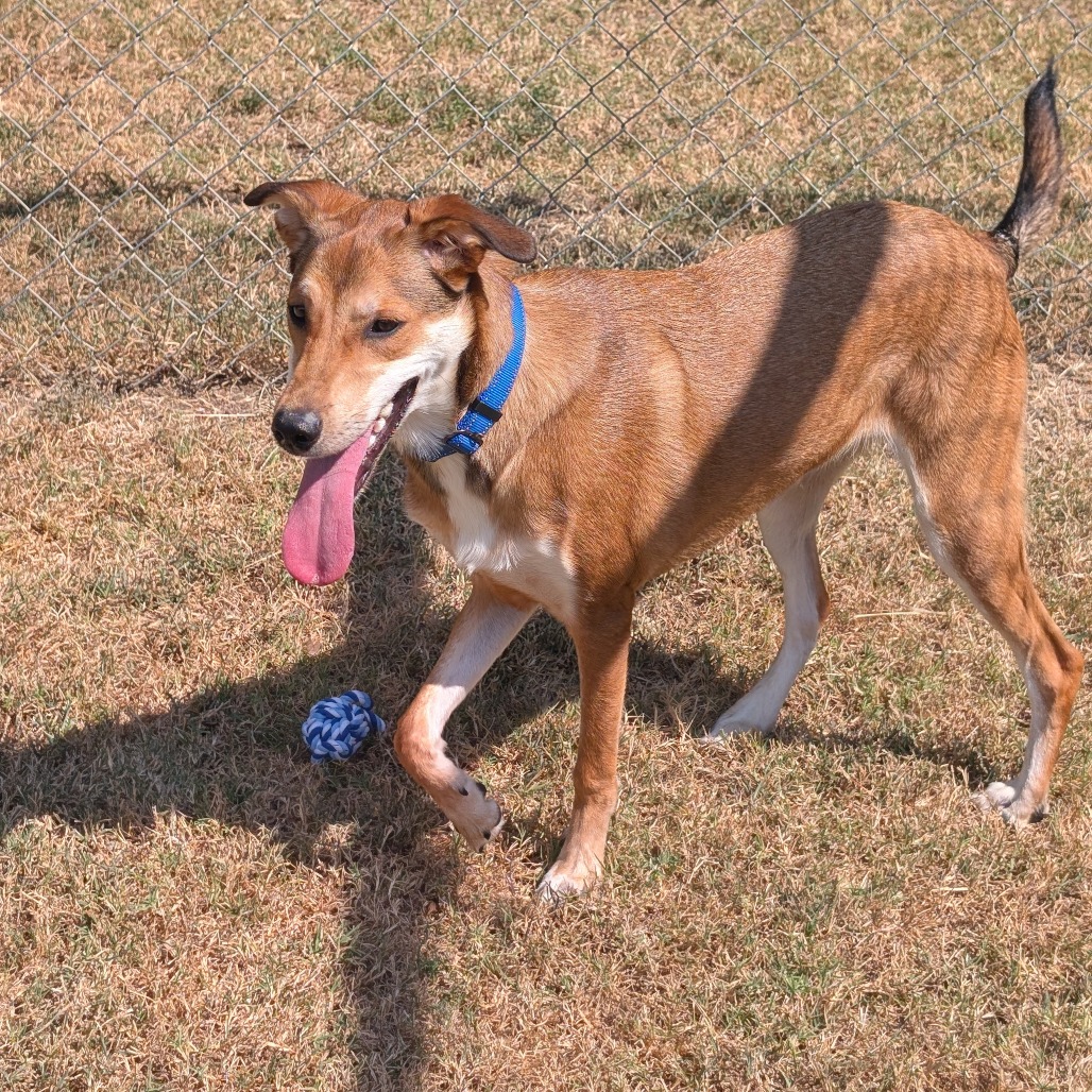 Cooper photo 16