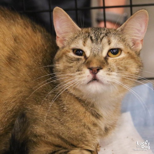 TORTELLINI - Domestic Shorthair for adoption in Alexandria