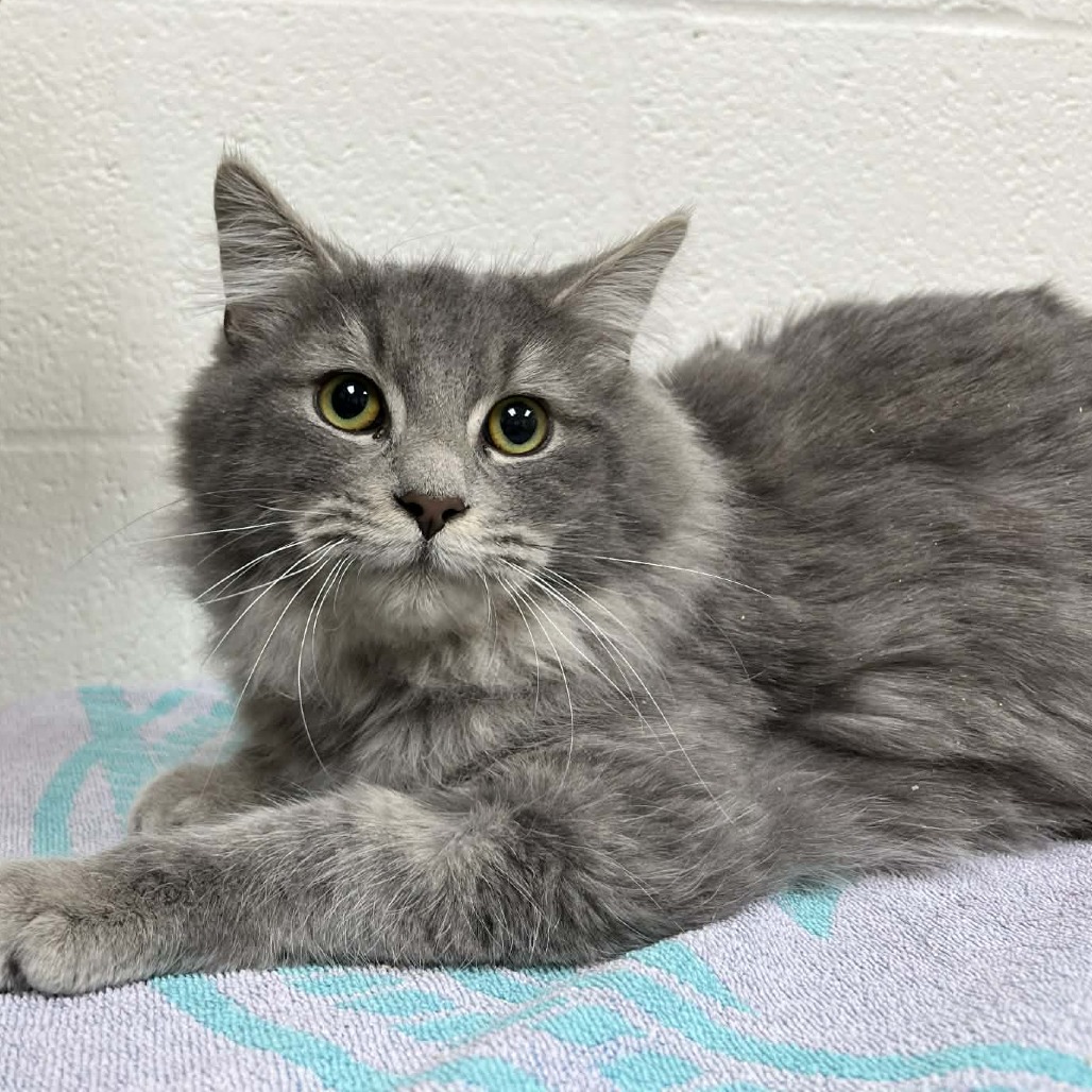 Graham — thumbnail 3