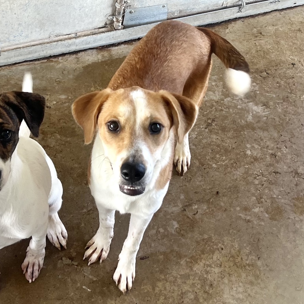 BABYBEL - Boxer / Mixed Breed (Small) available for adoption