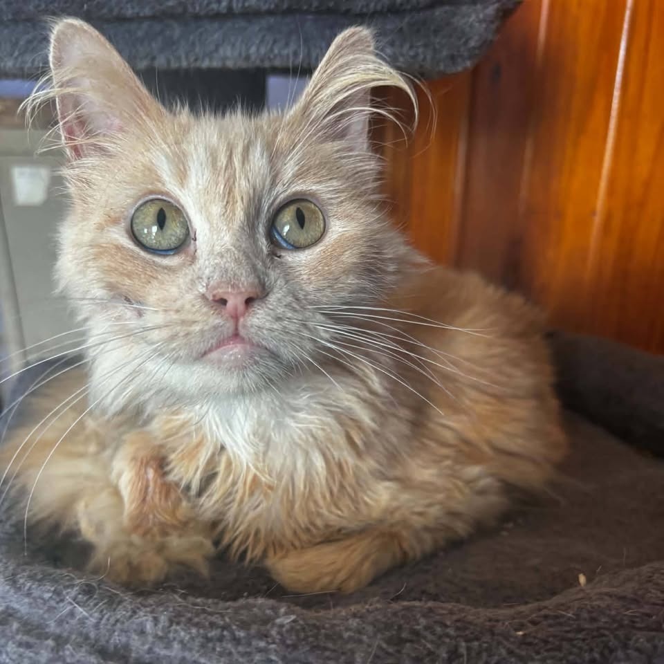 KARM - Domestic Longhair available for adoption