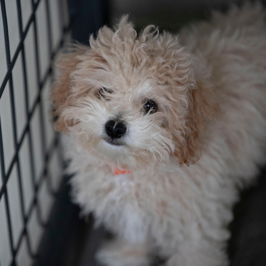 DOBBY (AG26-190) - Poodle, Toy / Bichon Frise available for adoption