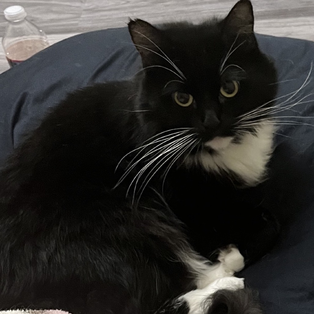 BUBBA - Domestic Shorthair available for adoption