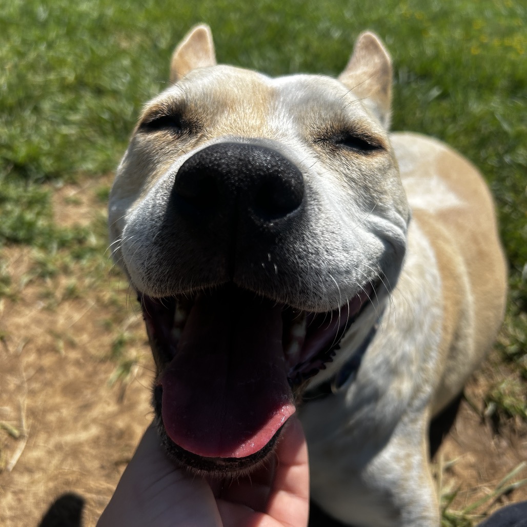 Chewy, photo 10