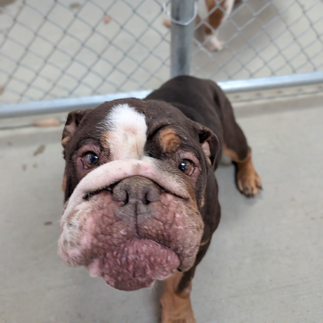 Cricket — thumbnail 2