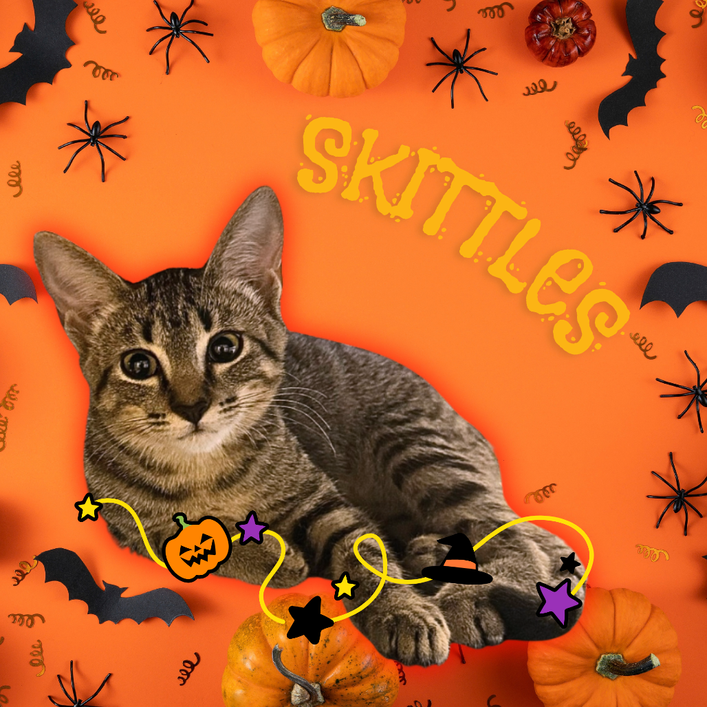 SKITTLES - Domestic Shorthair for adoption in Mesa