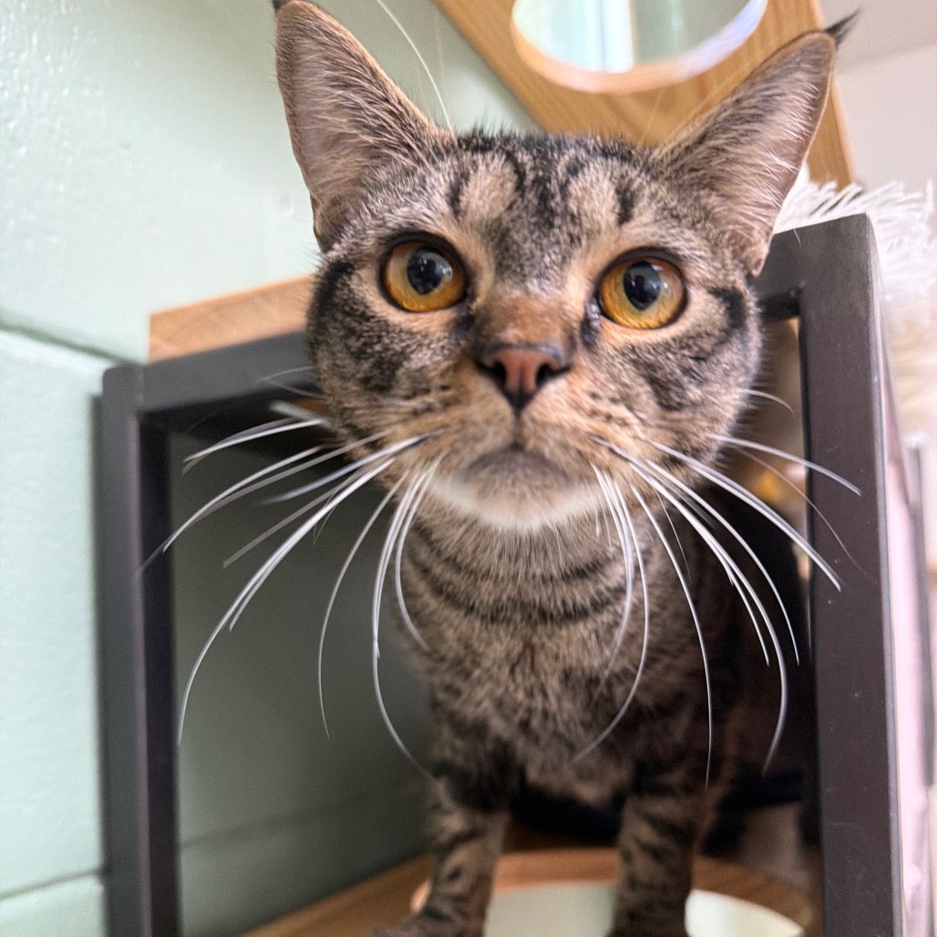 Yzma, photo 9
