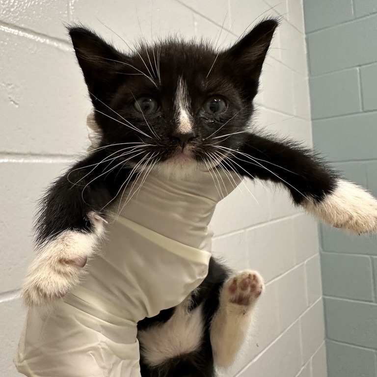 CANOE - Domestic Shorthair available for adoption