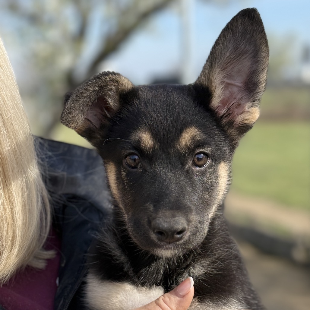 Topaz — thumbnail 3