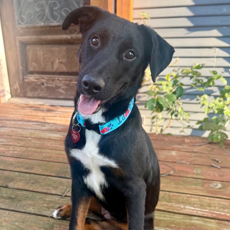 TAGALONG - Retriever, Flat-Coated / Kelpie, Australian for adoption in San Antonio