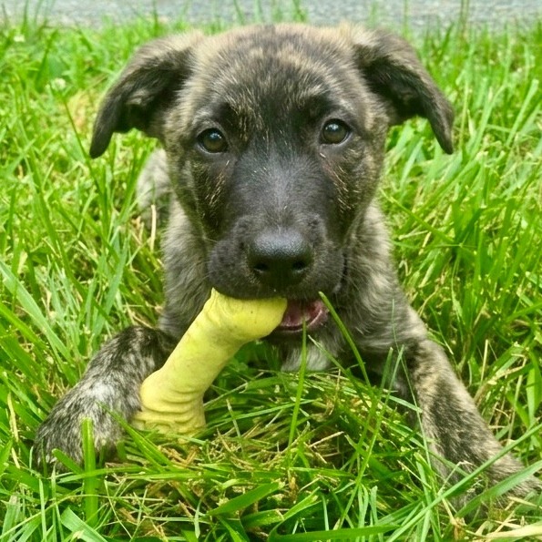 GOAT - Terrier, Pit Bull / Mix available for adoption