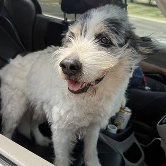 Shaggy, photo 2