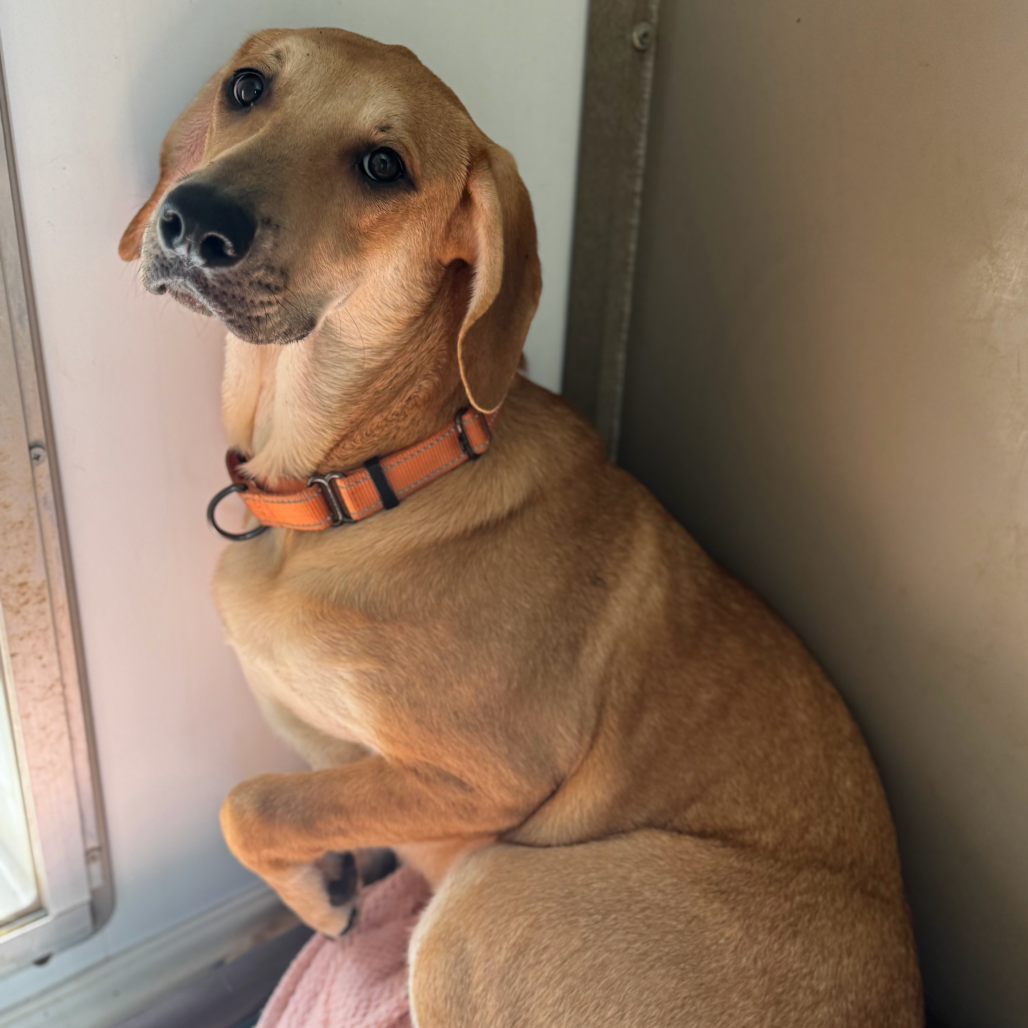 ALPHARETTA - Dottie, photo 3