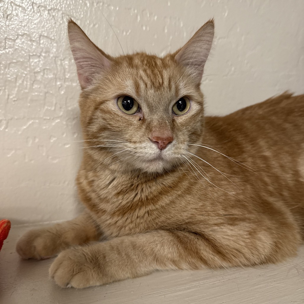 Sailor Jerry: Male 60 Domestic Shorthair