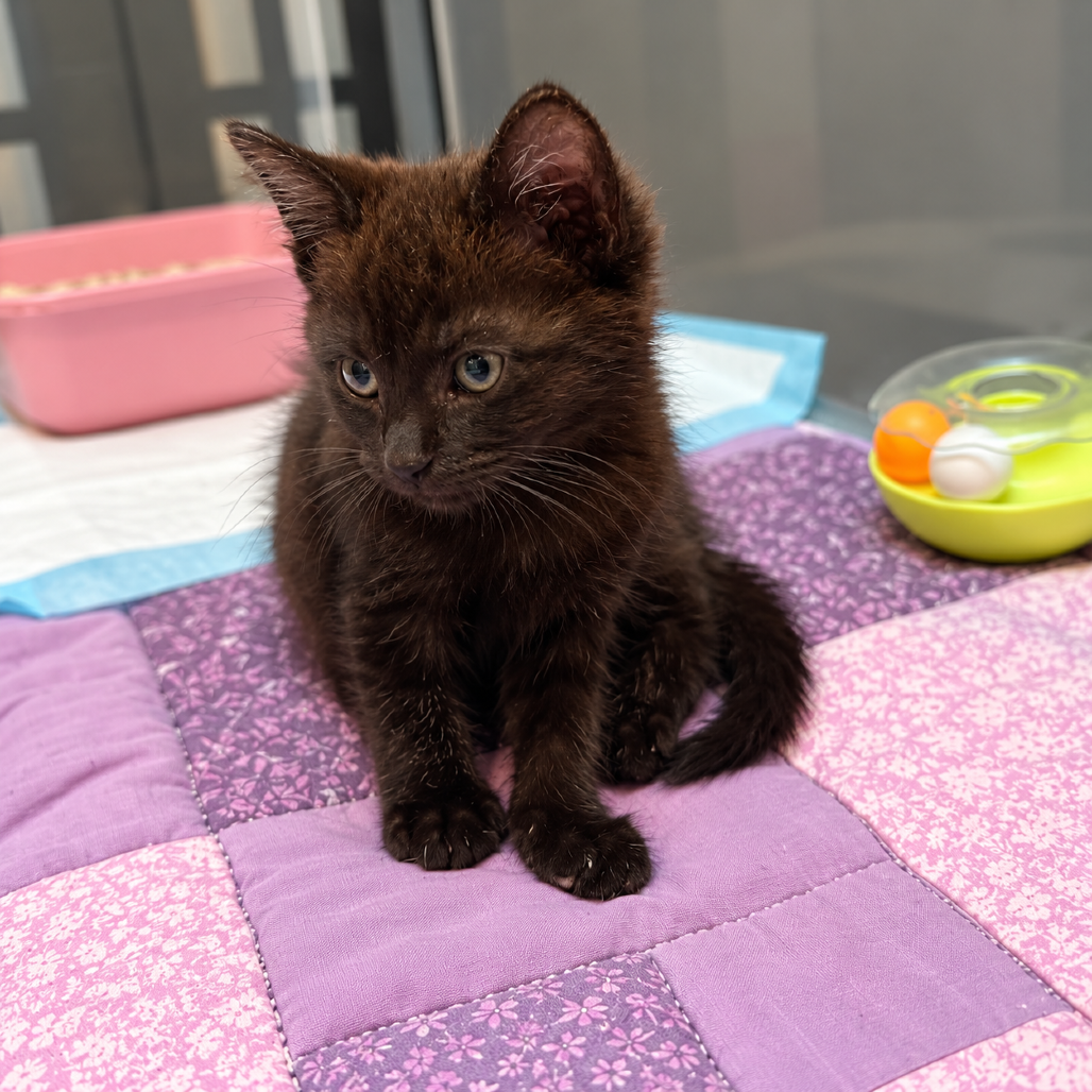 MOCA - Domestic Shorthair available for adoption