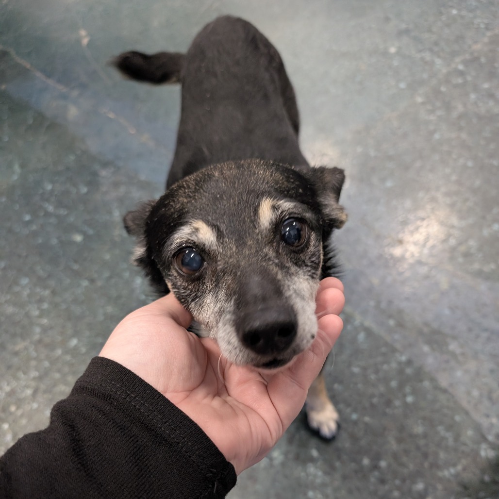 McMuffin — thumbnail 3