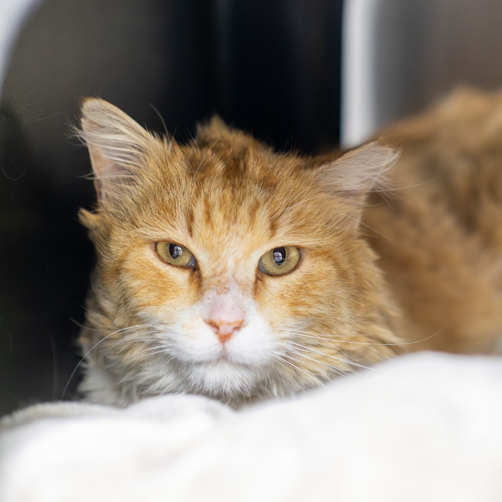 Dulce — thumbnail 2