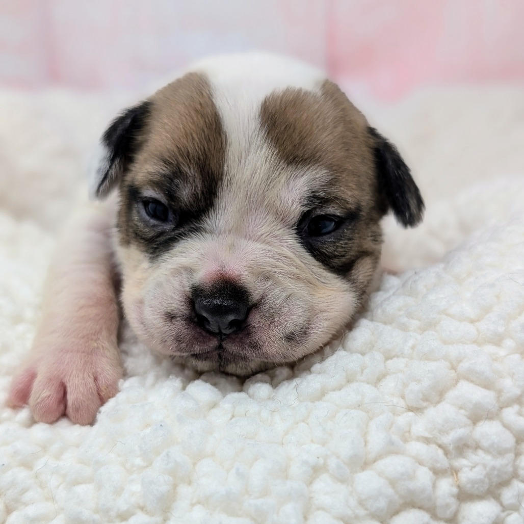 Kiss — thumbnail 4