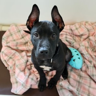 Sundae — thumbnail 3