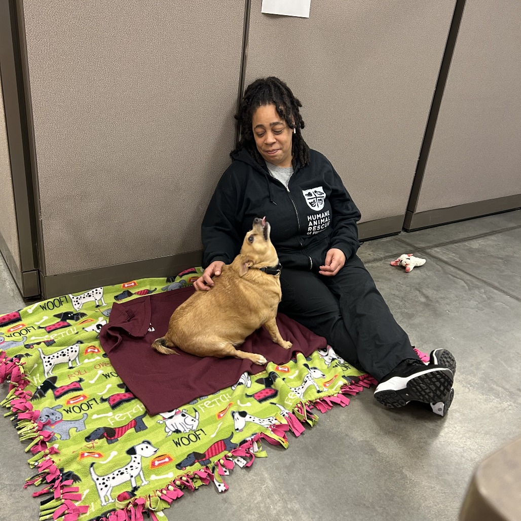 Photo of Cheddar Roberta 9