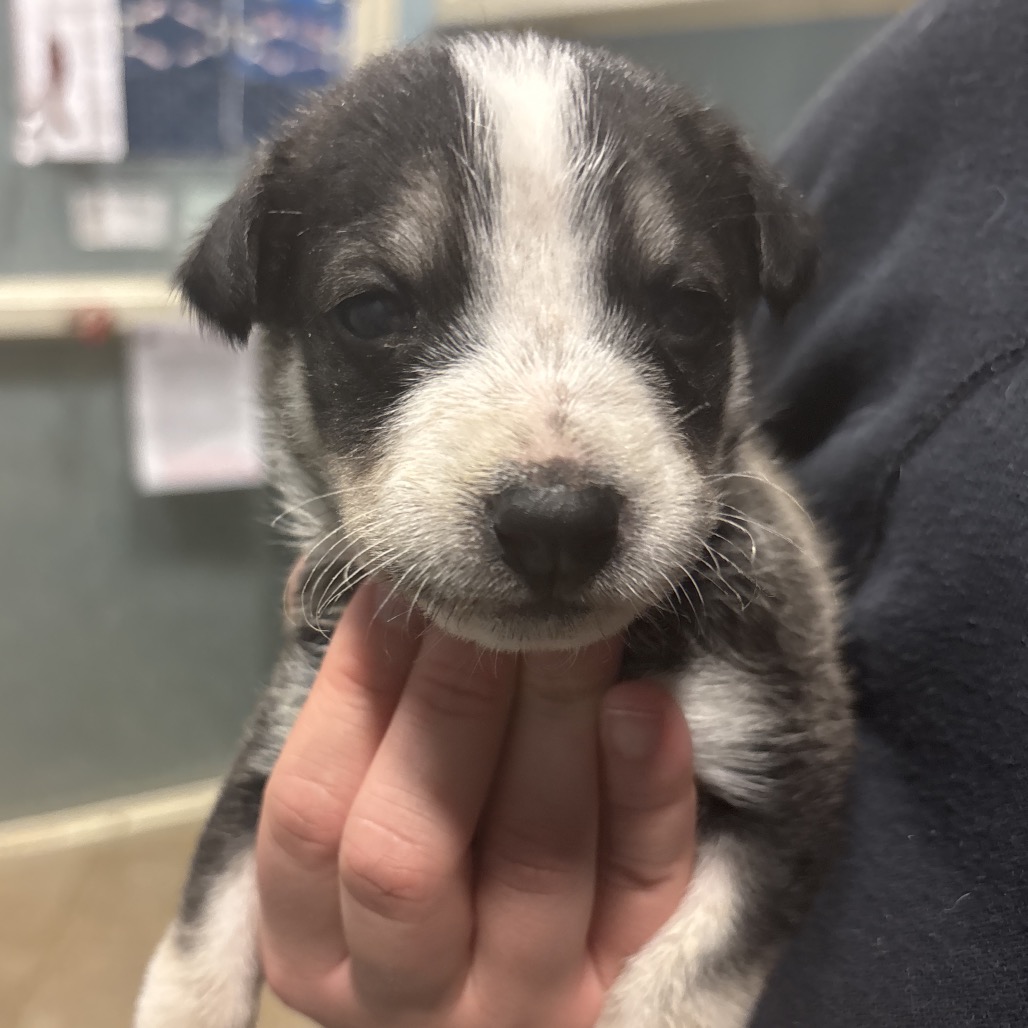 Salami — thumbnail 6