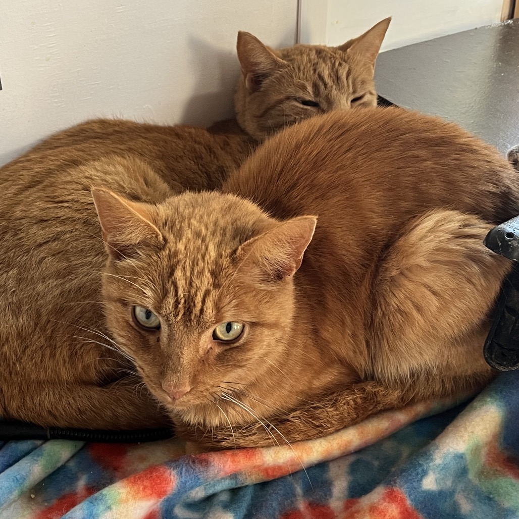 Two Tone — thumbnail 2