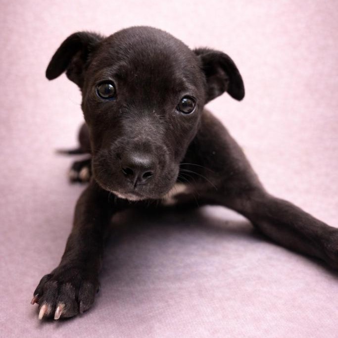 METEOROLOGIST - Retriever, Labrador / Mix available for adoption