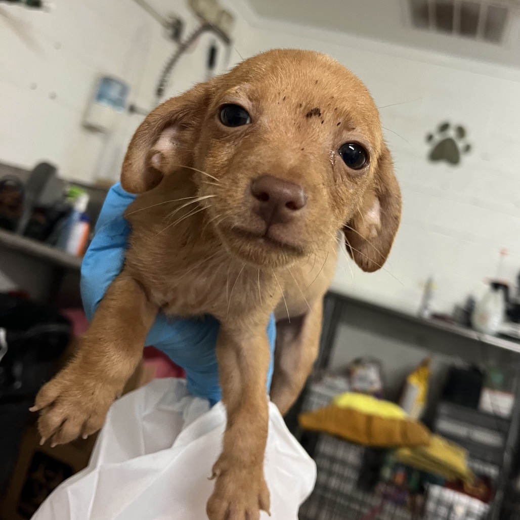 AMOS - Chihuahua available for adoption