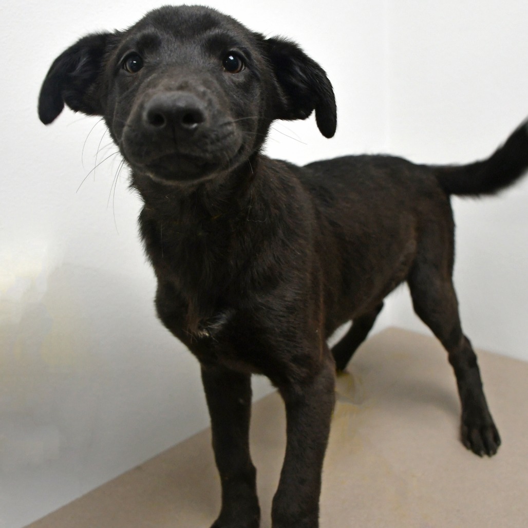 MAYA - Retriever, Black Labrador / Black Mouth Cur available for adoption