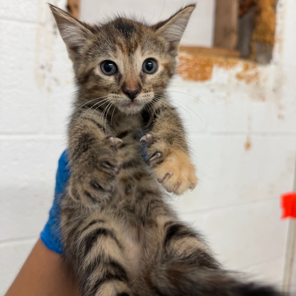 PEARL - Domestic Shorthair available for adoption