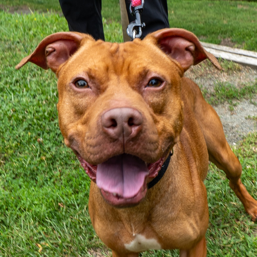 OSWALD - Terrier / American Pit Bull available for adoption