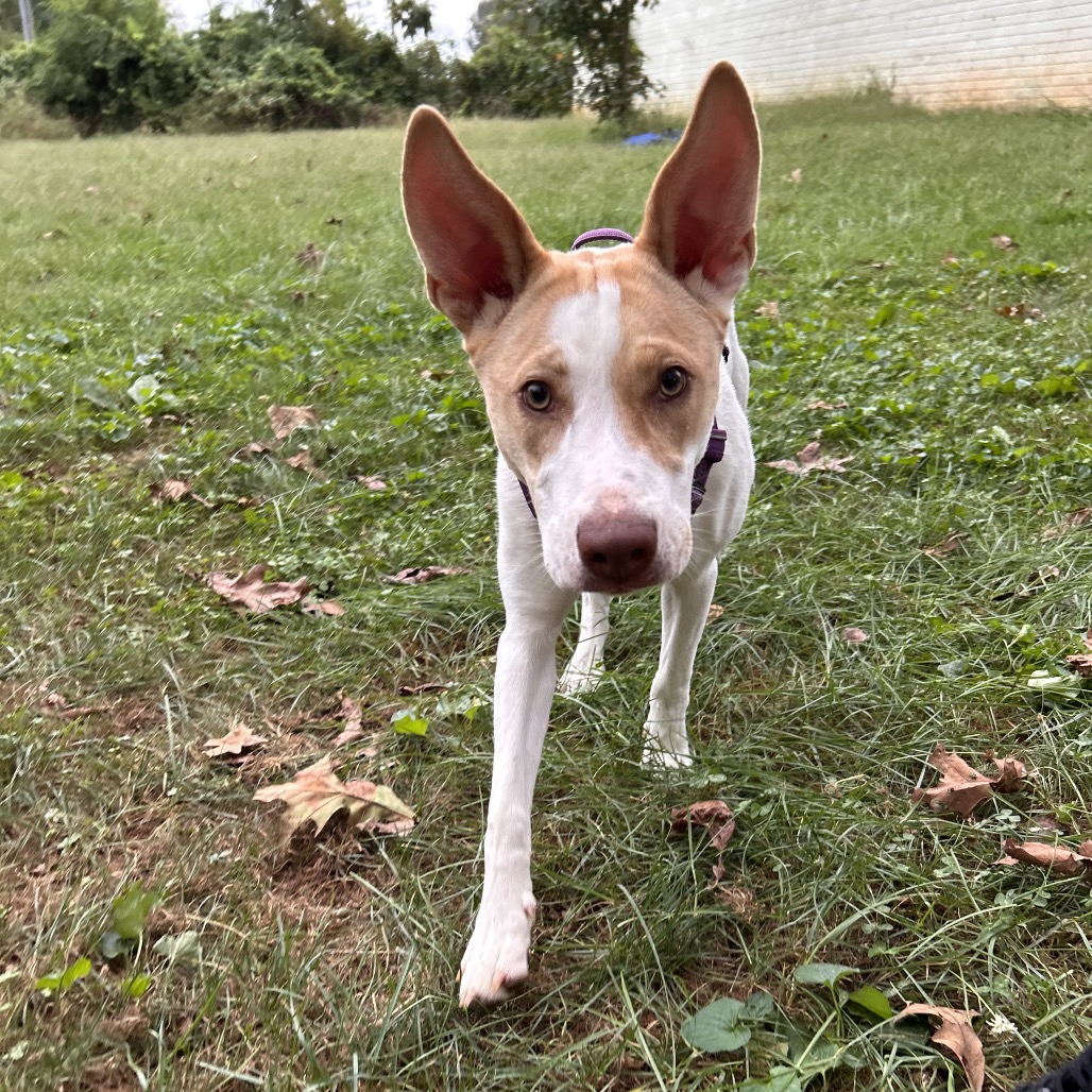 Desie