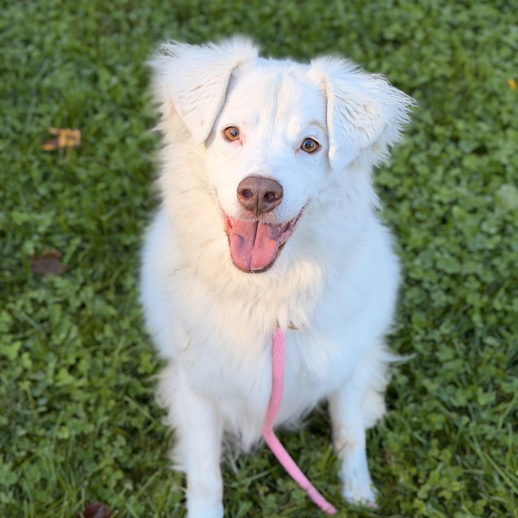 Gigi (bonded with Gable)