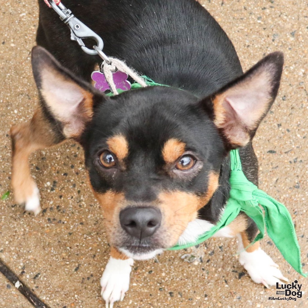 PONCHI - Pinscher, Miniature / Mix available for adoption