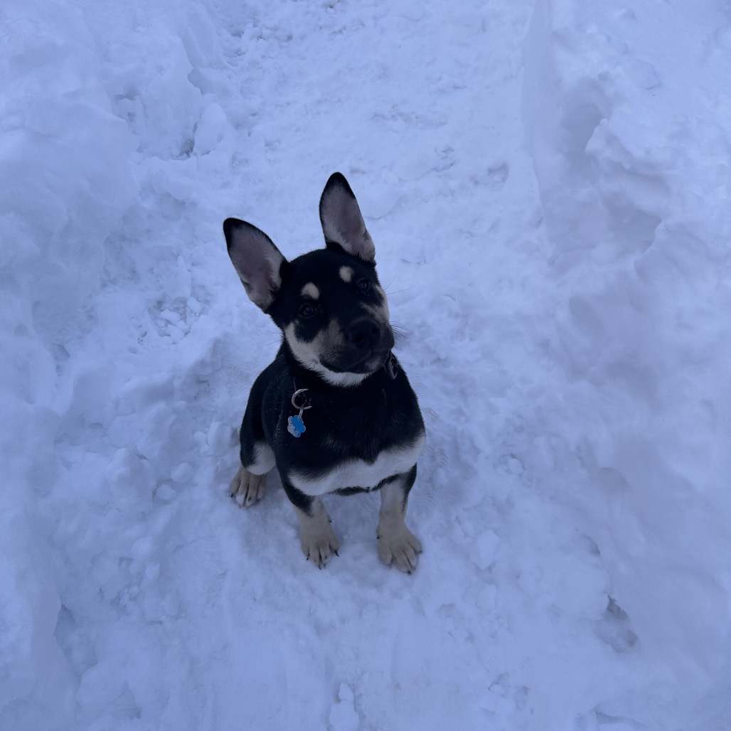 Mickey — thumbnail 3